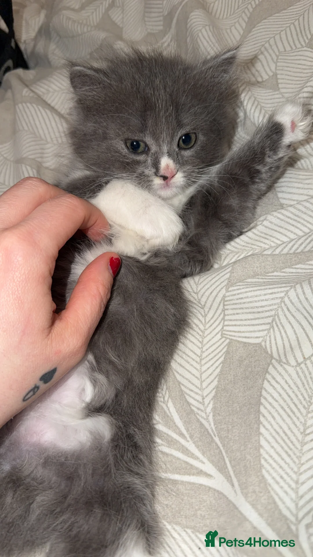 Mixed Breed cats for sale: Persian blue Russian & Tabby - Advert 31