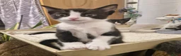 Mixed Breed cats for sale: black and white kitten - Advert 5