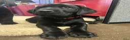 Labrador Retriever dogs for sale: Beautiful Black Labrador Puppies for Sale - Advert 4
