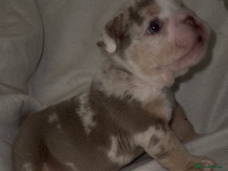 English Bulldog dogs Beautiful lilac merle female - Advert 19