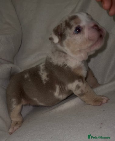 English Bulldog dogs - Advert 13