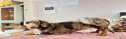 Miniature Dachshund dogs for sale: Gorgeous minature dachshund 4 boys 3 girls in Cheltenham - Advert 8