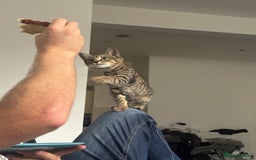 American Shorthair cats for sale: Beautiful Female Kitten/Cat - Advert 11