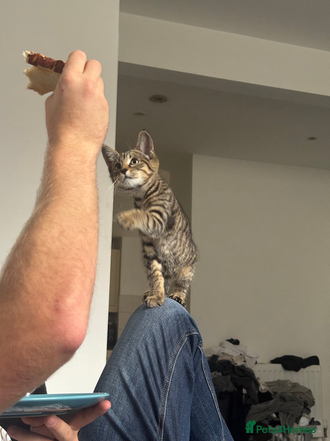 American Shorthair cats for sale: Beautiful Female Kitten/Cat - Advert 11