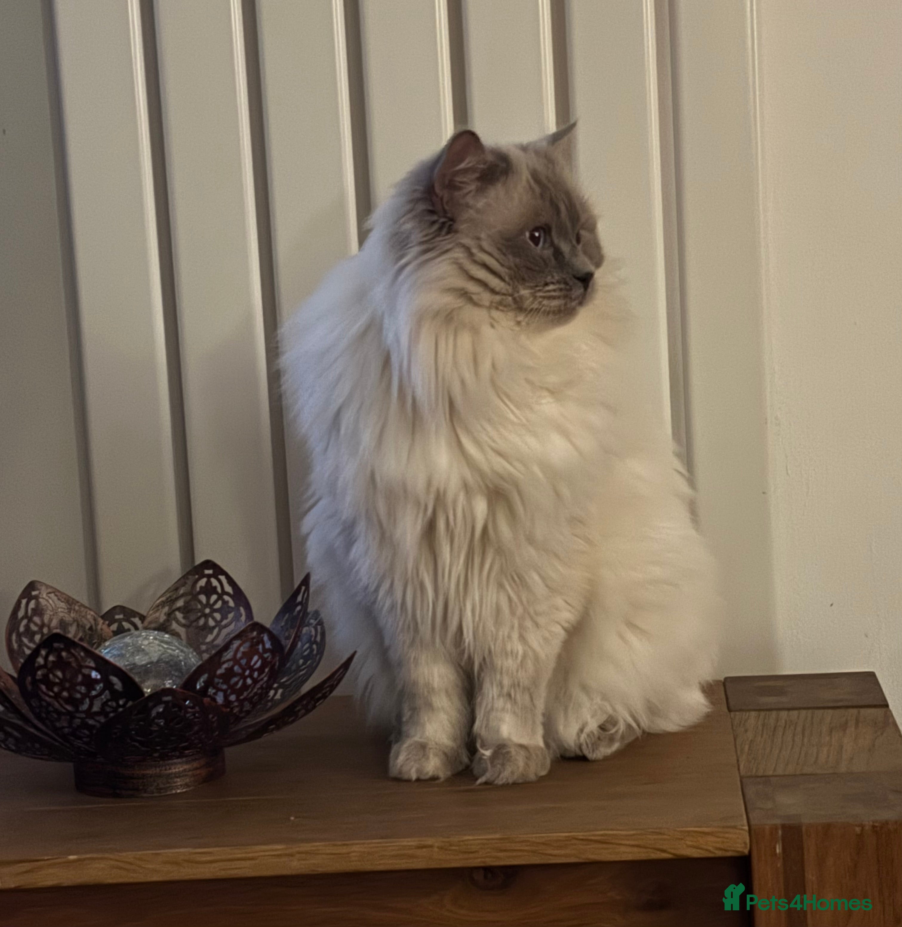 Ragdoll cats Lilac GCCF stud available  - Advert 2