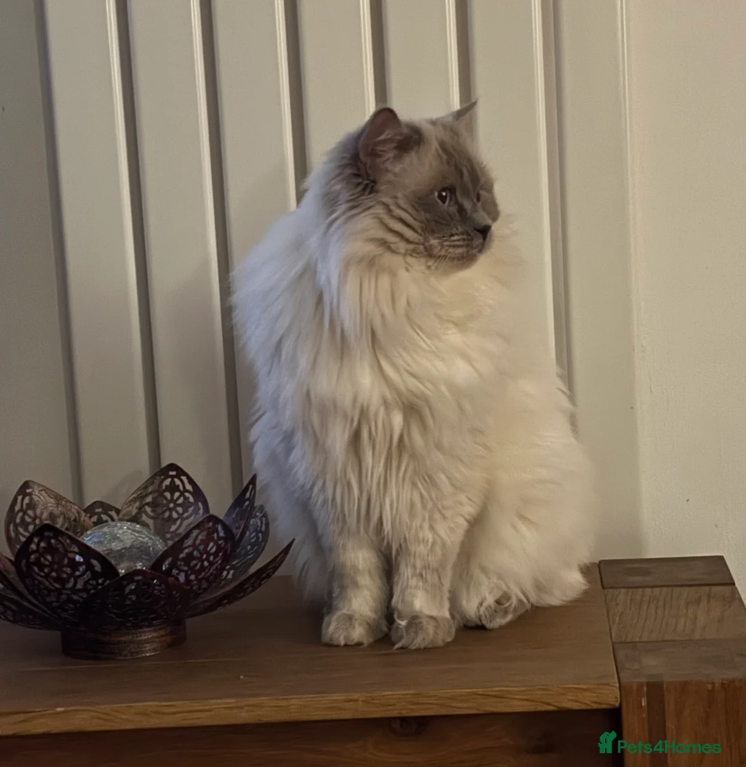 Ragdoll cats for stud: Lilac GCCF stud available  - Advert 1