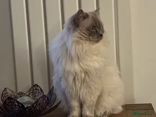 Ragdoll cats Lilac GCCF stud available - Advert 2