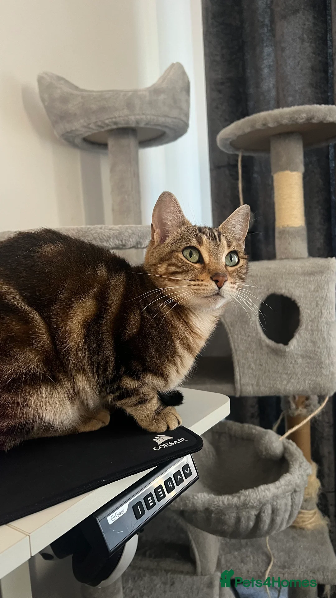 Bengal cats for sale: Silver bengal kitten - Advert 2