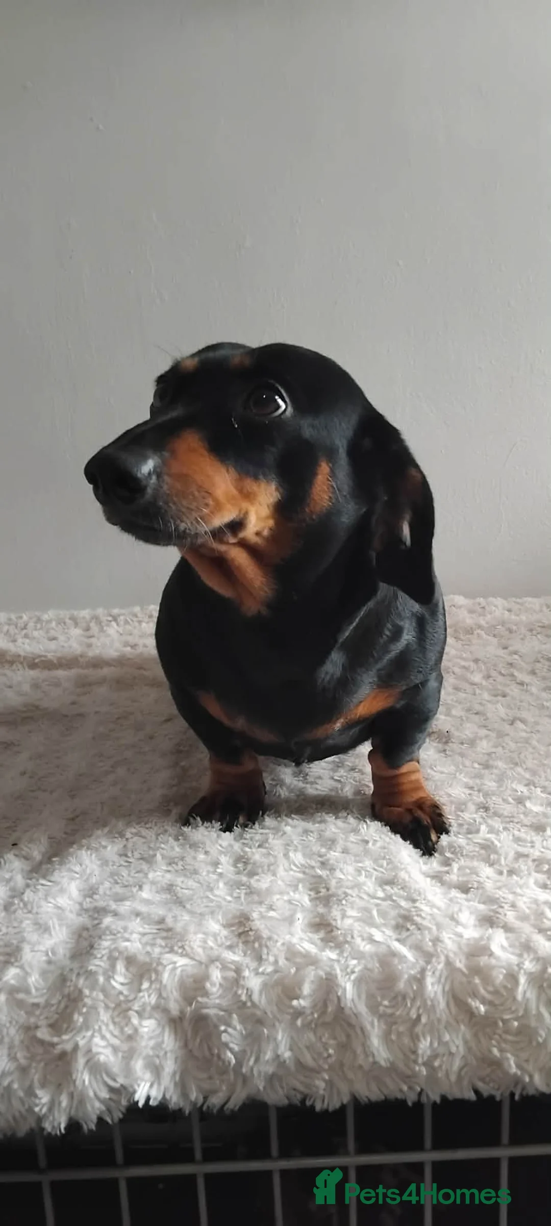 Miniature Dachshund dogs for sale: Here i have my beautiful pet - Advert 3