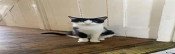 American Shorthair cats for sale: 2 girl kittens  - Advert 2