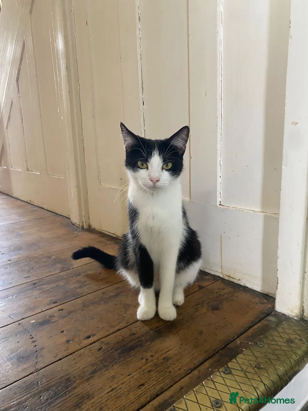 American Shorthair cats for sale: 2 girl kittens  - Advert 2