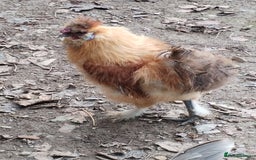 Chickens poultry for sale: Silkie chickens COCKERALS - Image 5
