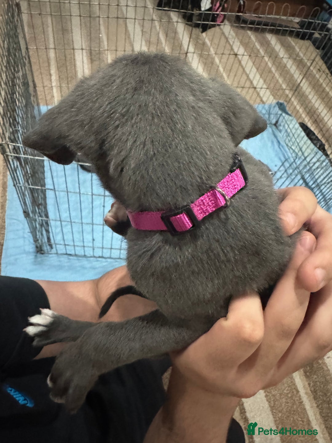 Cane Corso dogs for sale: Pure Pedigree Cane Corso Puppies - Image 24