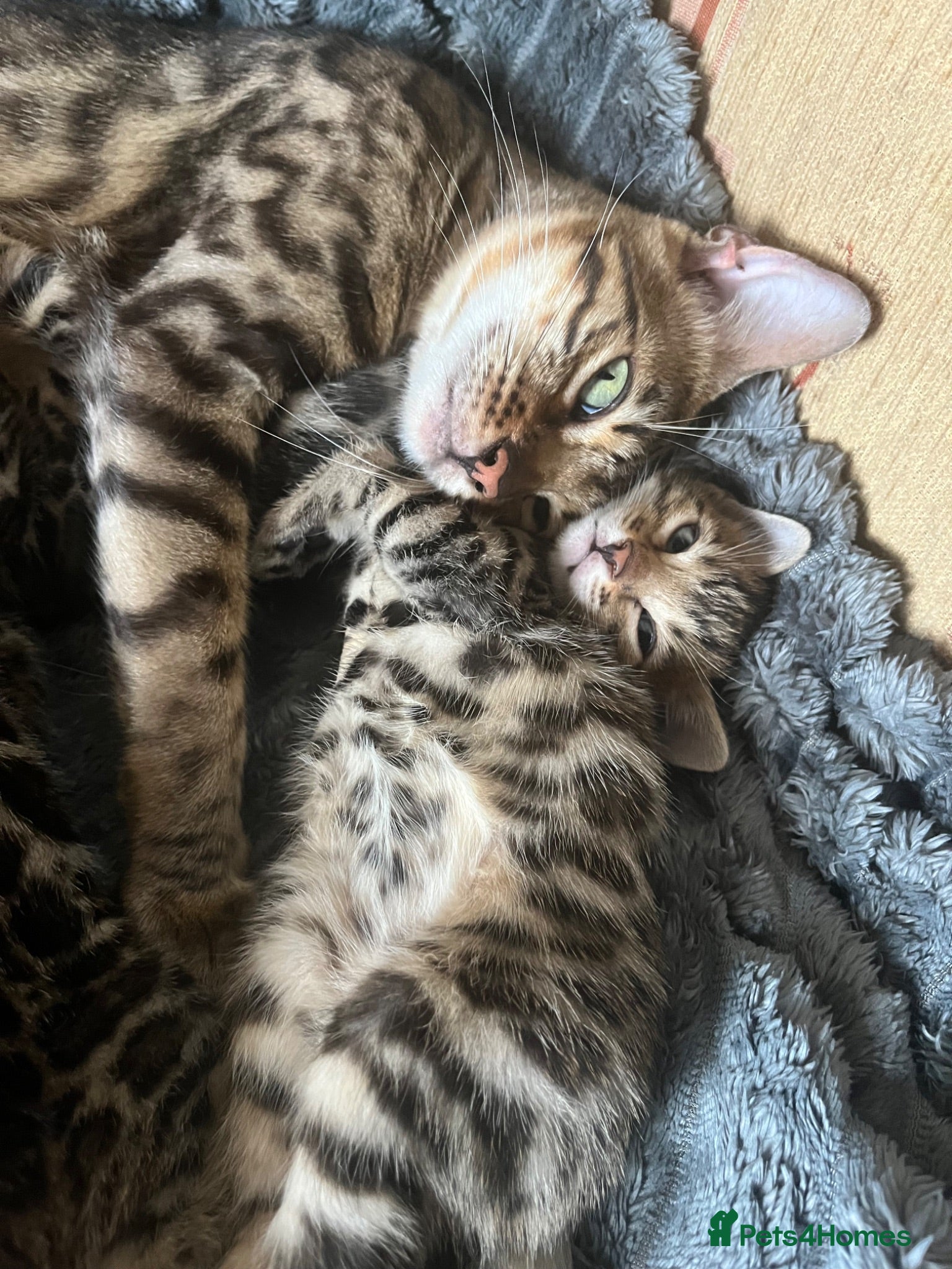 Bengal cats 🐆glitter Tica reg kittens available 🐆 - Advert 3