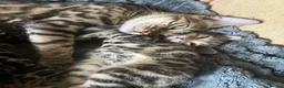 Bengal cats for sale: 🐆2 glitter gene tica bengal left naw ! 🐆 - Advert 5