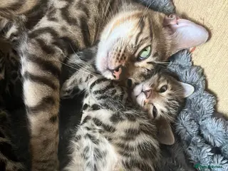 Bengal cats 🐆glitter Tica reg kittens available 🐆 - Advert 3