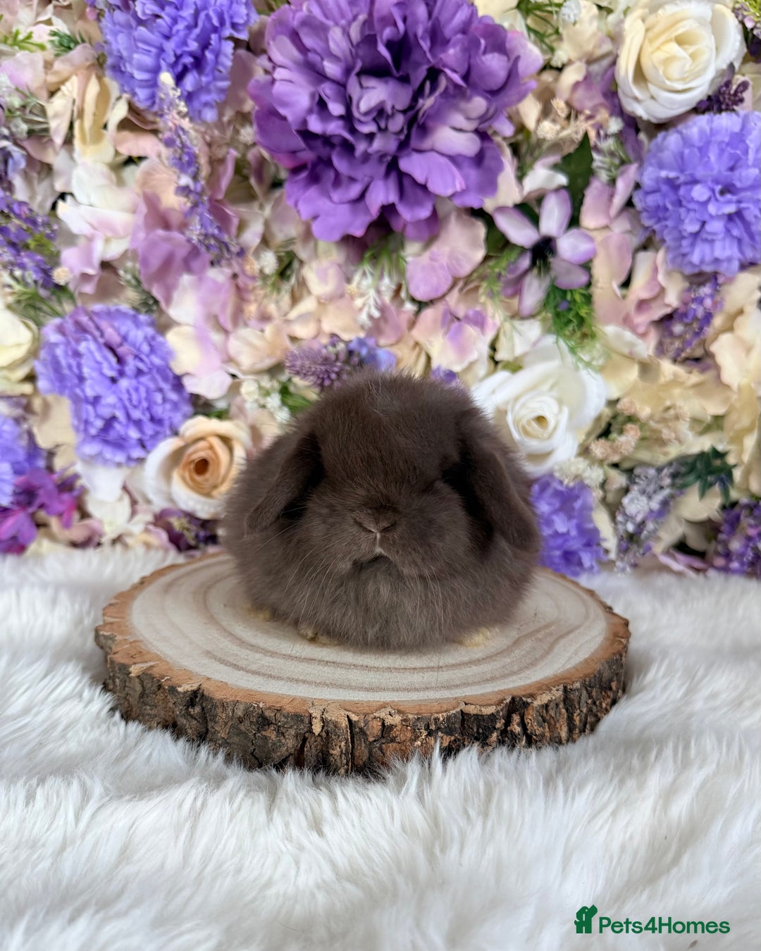 Mini Lop rabbits for sale: 💜 Vaccinated Mini Lops Bunnies 💜 xxx - Advert 1