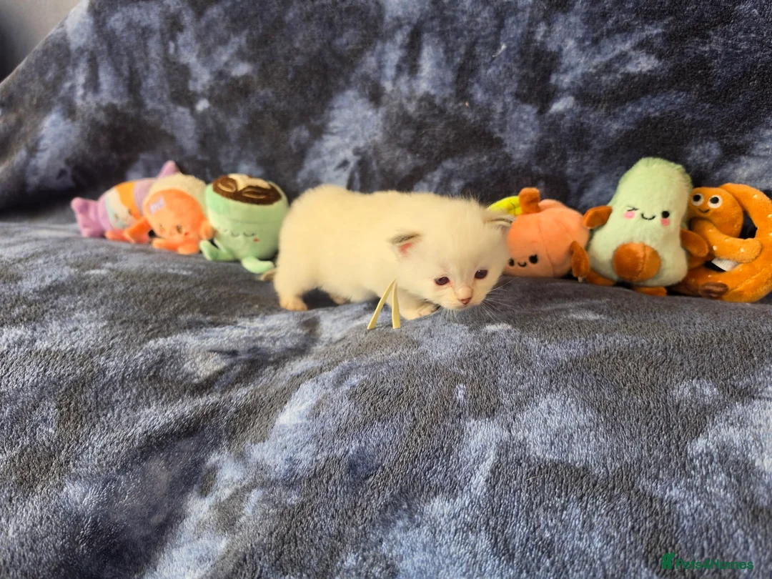 Ragdoll cats for sale: Beautiful Ragdolls Looking for Their Forever Homes - Advert 2