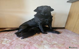 Labrador Retriever dogs for sale: Black labrador gundog working puppies  - Image 4