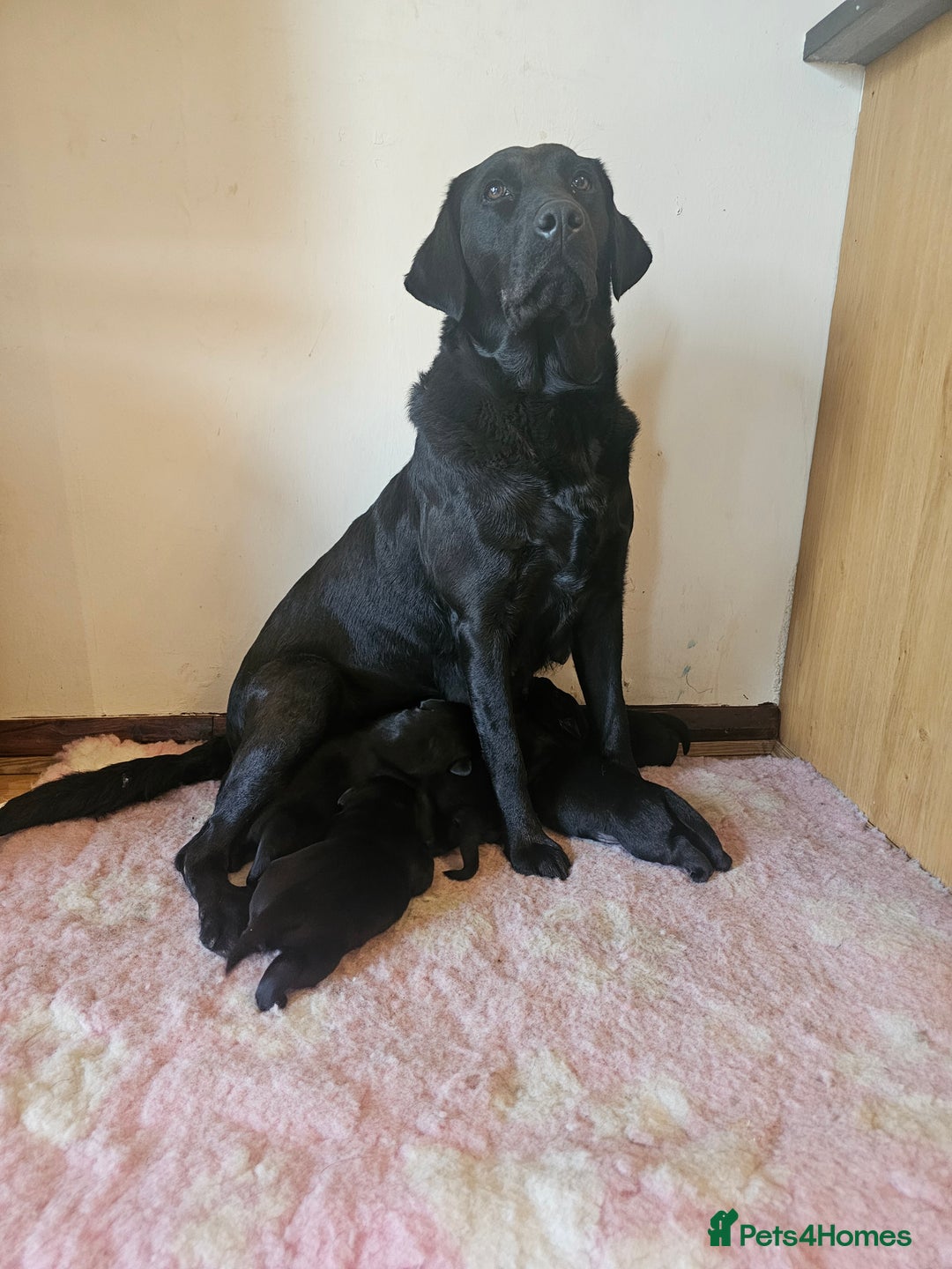 Labrador Retriever dogs for sale: Black labrador gundog working puppies  - Image 4