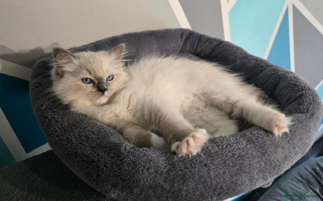 Ragdoll cats for sale: 5 Adorable Ragdoll Kittens - Ready now ✨️ in Billericay - Image 4