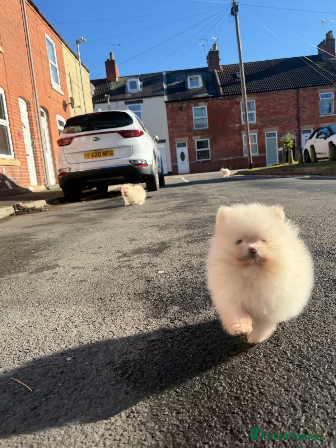 Pomeranian dogs for sale: Beautiful Purebred Pomeranian Puppies - Advert 19