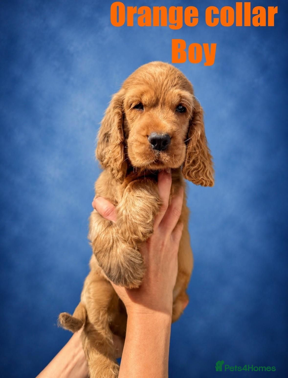 Cocker Spaniel dogs SUPERB SHOW TYPE COCKER SPANIEL PUPPIES  - Advert 2