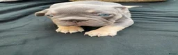 French Bulldog dogs for sale: Quality French Bulldog Lilac & Tan Puppies - Advert 7