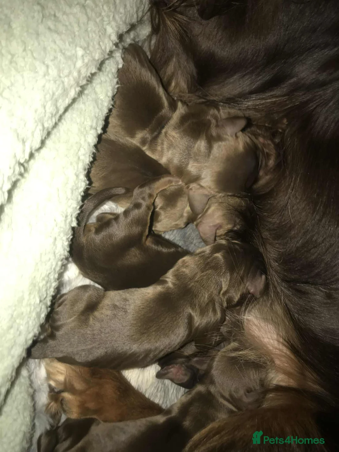 Cocker Spaniel dogs for sale: Tri chocolate  colour cocker spaniel puppies  - Advert 14