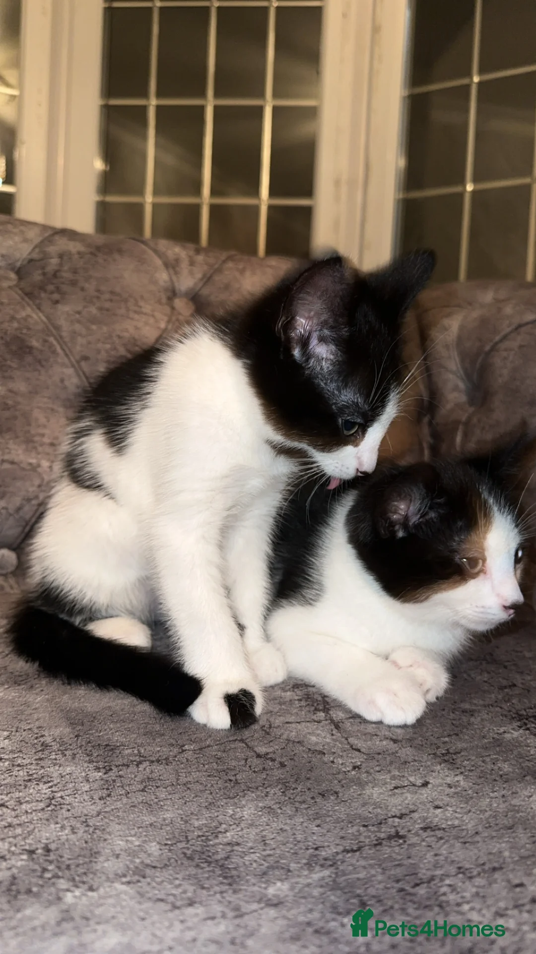 British Shorthair cats for sale: 2 lovely black and white shorthairs - Advert 7