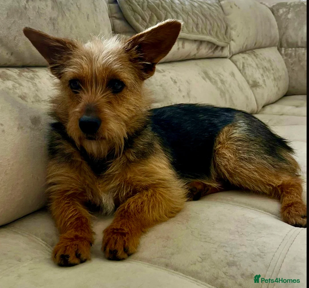 Yorkshire Terrier dogs for adoption: LISA – Female Yorkshire Terrier - Advert 1