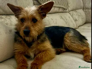 Yorkshire Terrier dogs LISA – Female Yorkshire Terrier - Advert 1