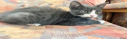 Mixed Breed cats for sale: Adorable Kitten  - Advert 2
