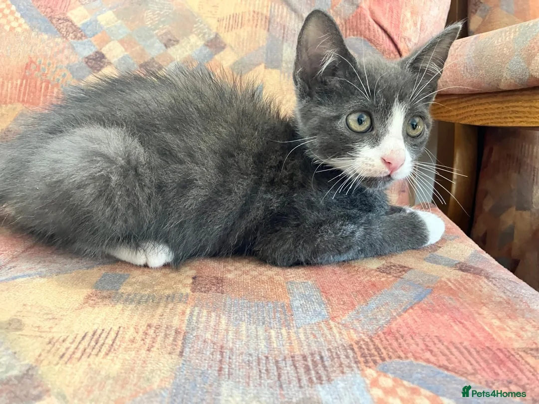 Mixed Breed cats for sale: Adorable Kitten  - Advert 2