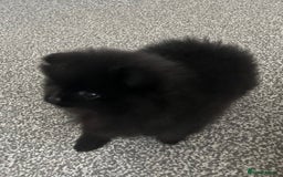 Pomeranian dogs for sale: Adorable Black Pomeranian Readyto Steal Your Heart - Image 3