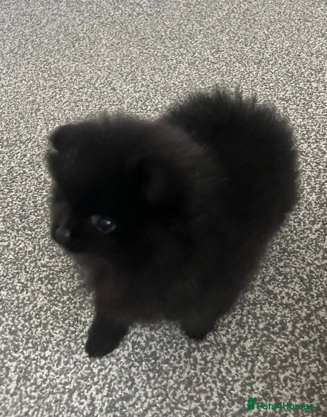 Pomeranian dogs for sale: Adorable Black Pomeranian Readyto Steal Your Heart - Image 3