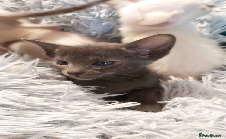 Oriental cats - Advert 1