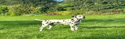 Dalmatian dogs for stud: KC Reg Dalmatian for stud  - Advert 9