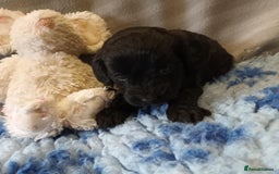 Sproodle dogs for sale: TOY F1b SPOODLE/COCKAPOOS - Image 8