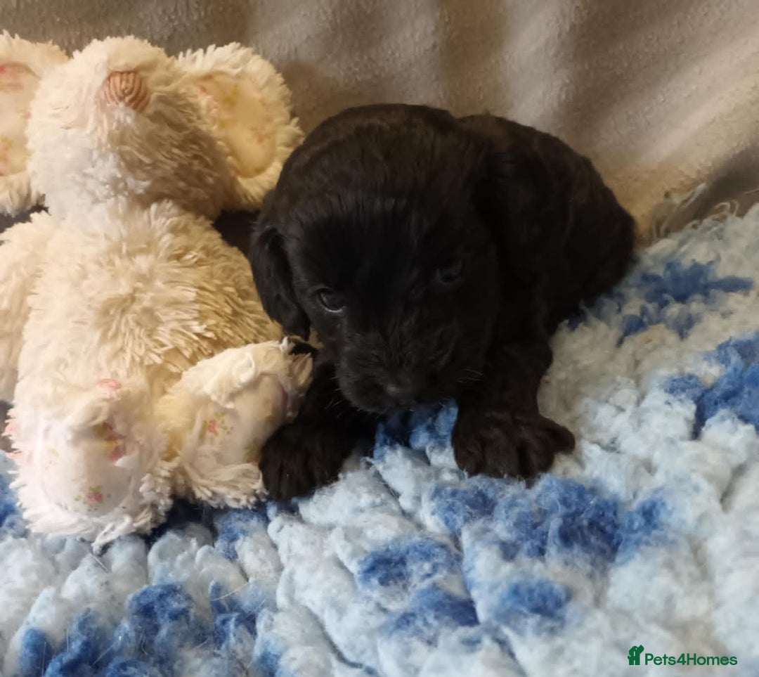 Sproodle dogs for sale: TOY F1b SPOODLE/COCKAPOOS - Image 8