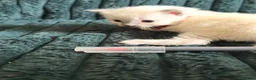 Ragdoll cats for sale: Beautiful Ragdoll Kittens Looking for Loving Home - Advert 14