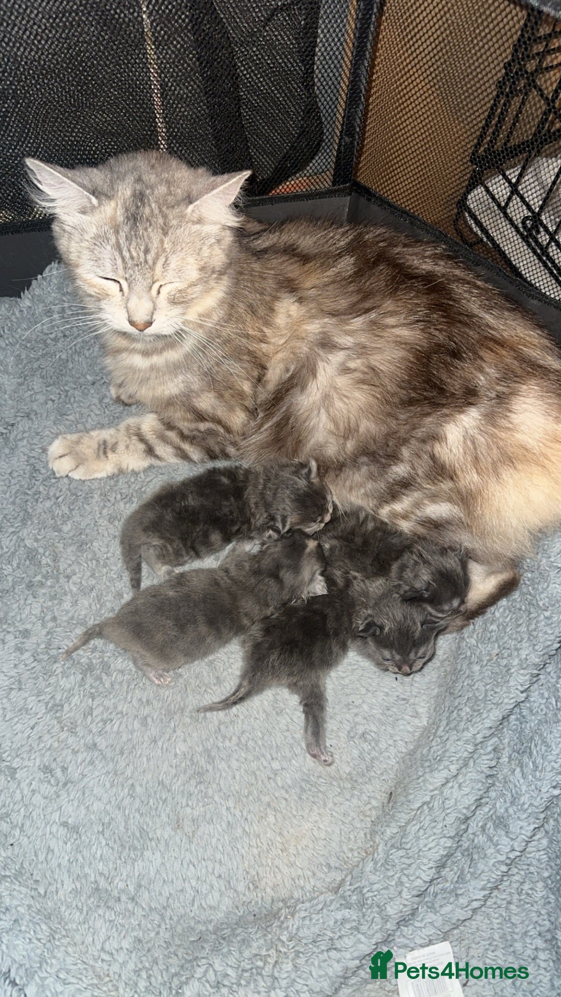 Mixed Breed cats Maincoon x Persian  - Advert 1