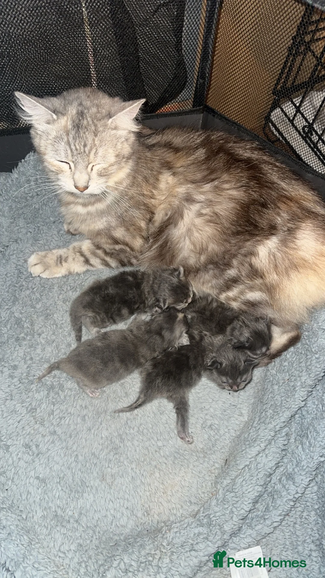 Mixed Breed cats for sale: Maincoon x Persian  - Advert 1