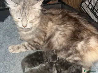 Mixed Breed cats Maincoon x Persian - Advert 3