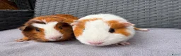 Guinea Pig rodents for sale: Sows and Trio of Boars  - Advert 22