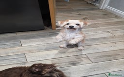 Chipoo dogs for sale: Little Old Ted - Image 3