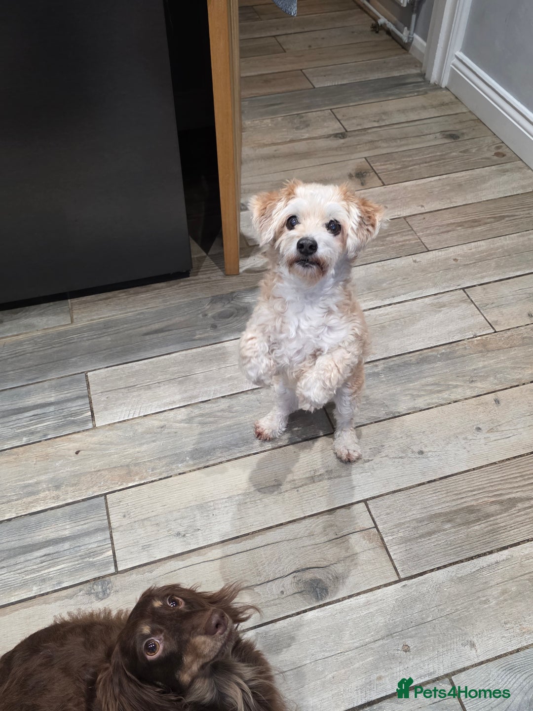 Chipoo dogs for sale: Little Old Ted - Image 3