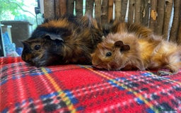 Guinea Pig rodents for sale: Beautiful pairs of male Abyssinian guinea pigs - Image 2