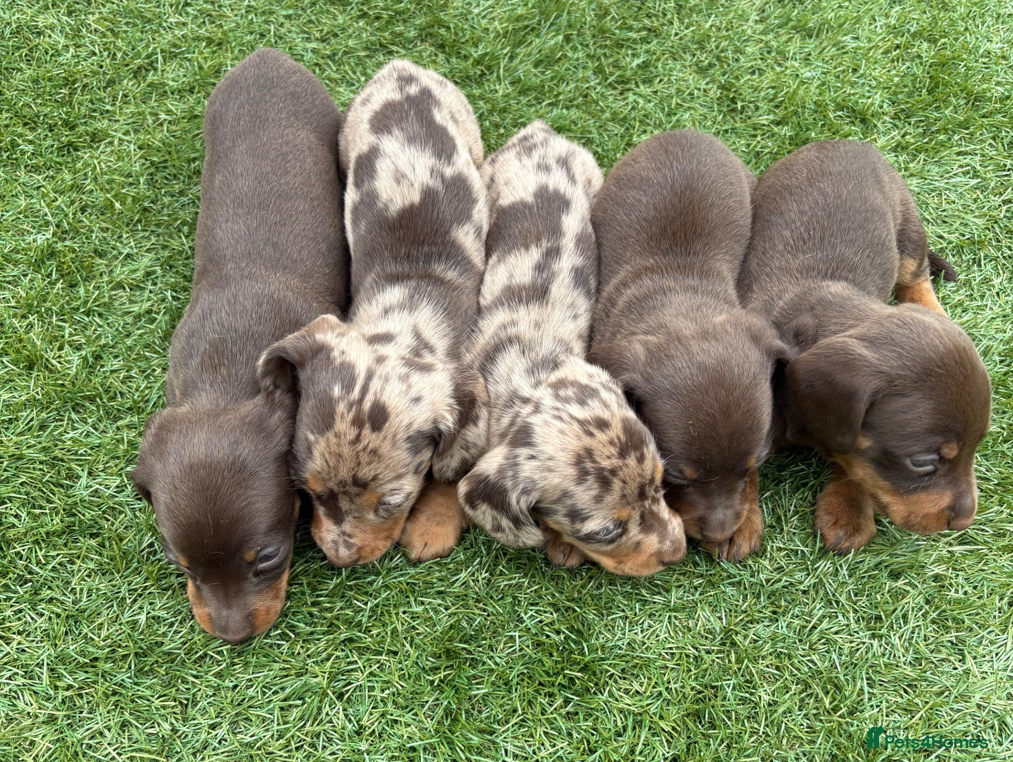 Miniature Dachshund dogs Kc-registered PRA clear miniature dachshund  - Advert 2