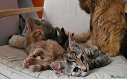 Mixed Breed cats for sale: 2 tabby males are available and ready for new home in Bristol - Image 13